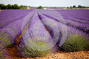 Huge lavender field in Vaucluse, Provence, France.