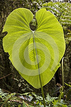 Huge leaf - Ecuador