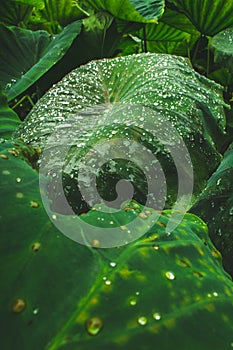 Huge leaves of waterplant on Sao Miguel Island, Azores, Portugal