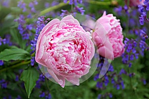 Huge Light Pink Blooms of Sarah Bernhardt Peony Flower and Purple Catmint in Spring Garden photo