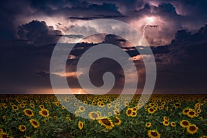 Huge lightnings in dark stormy sky, climate change and weather forecast concept, wide field of yellow blooming sunflowers