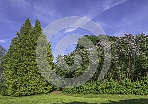 Huge lilac hedge and tall thuja shrubs in a sunny park