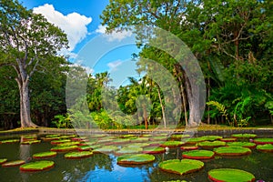 Huge lily pads