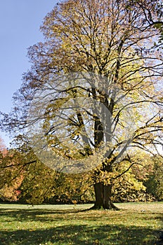 Obrovská lípa na podzim