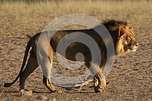 The huge and majestic lion male Panthera leo with black mane in evening sun.