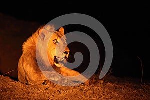 A huge Lion male Panthera leo lying in dark night up to close