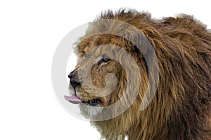 A huge lion Panthera leo with a shaggy mane licks its lips. The lion is a species in the family Felidae. Typically, the lion