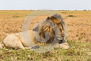 A huge lion resting on a hill. Savanna of Masai Mara, Kenya