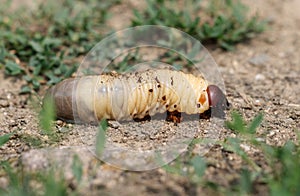 Huge live maggot crawling on the ground photo