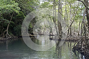 Huge los haitises mangrove forest