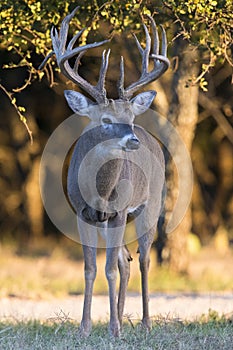 Huge main frame whitetail buck in portrait view