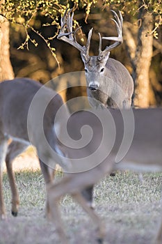 Huge main frame whitetail buck pursuing does in rut