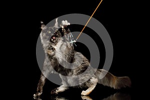 Huge Maine Coon Cat  on Black Background