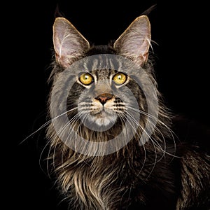 Huge Maine Coon Cat Isolated on Black Background