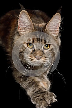 Huge Maine Coon Cat Isolated on Black Background