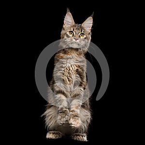 Huge Maine Coon Cat Isolated on Black Background