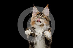 Huge Maine Coon Cat Isolated on Black Background