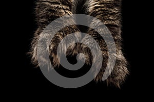 Huge Maine Coon paws Isolated on Black Background