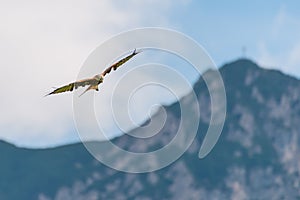 Huge majestic red kite bird flying high over mountains