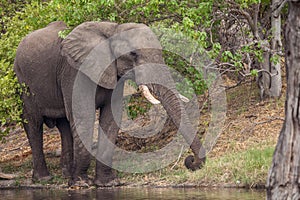 Huge Male African Elephant