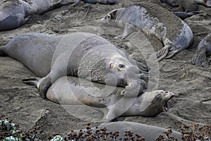 Huge Male Elephant Seal Grabs Female on Beach in California