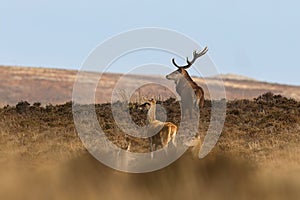 Huge male and female red deer on Exmoor during the annual mating season