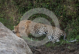 A huge male leopard resting near a rock outcrop at Masai Mara