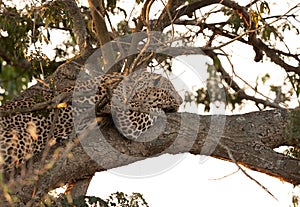 A huge male leopard resting on a tree, Masai Mara