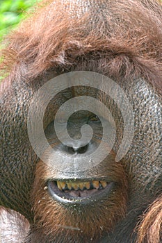 Huge male orangutan monkey,borneo, asia orange