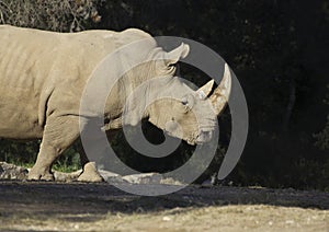 Huge male rhino
