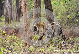 Huge male Tiger at Tadoba Tiger reserve Maharashtra,India