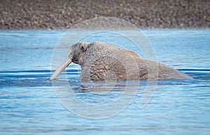 Huge male walrus heads to shore