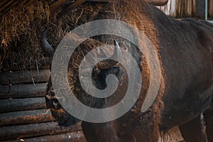 Huge mammal the European Bison in an aviary. Wild animals scenery in neutral colors.