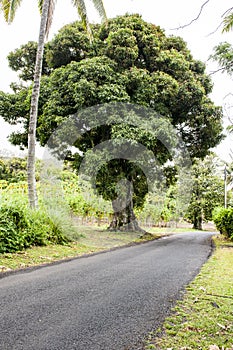 Huge mango tree growing in front of platation in Tropes, Rarotonga, Cook Island, Island in South Pacific Ocean