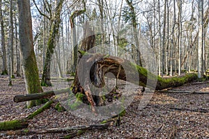 Huge maple tree broken in springtime forest