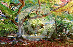 A huge maple tree in the Japanese garden of Shoren-In, a famous Buddhist temple  in Kyoto, Japan