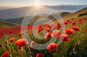 a huge meadow of blooming red poppies