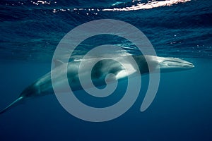 A huge Minke Whale comes to the surface to take a breath