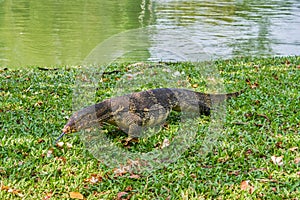 Huge monitor lizard