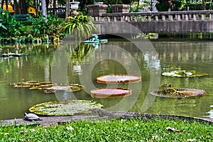 Huge monitor lizard is hunting on turtle near Victoria Amazonica