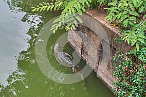 Huge monitor lizard is swimming in lake