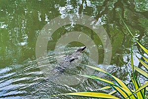 Huge monitor lizard is swimming in lake