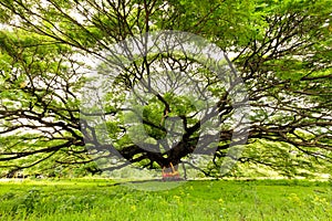 Huge Monkey Pod tree