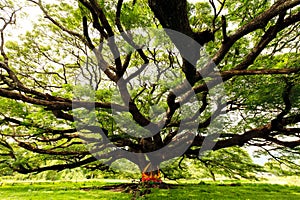 Huge Monkey Pod tree