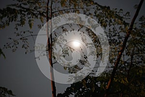 A huge moon is rising behind the tree branches.