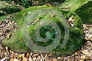 Huge mossy rocks in the forest