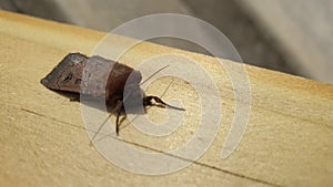 Huge moth resting on pieve of wood