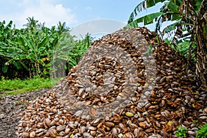 Huge mountain of coconuts peels