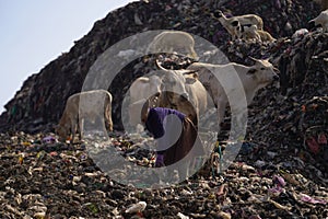 Huge mountains of garbage piled up in the Piyungan landfill, scavengers and animals can be seen. Waste management emergency in