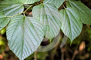 Huge Mulberry Leaf Details - Morus rubra photo